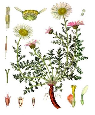 Bertram (Anacyclus pyrethrum Linné)