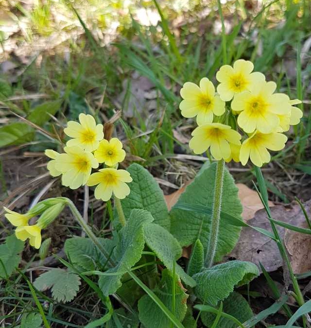 Über die Schlüsselblume in der traditionellen Medizin