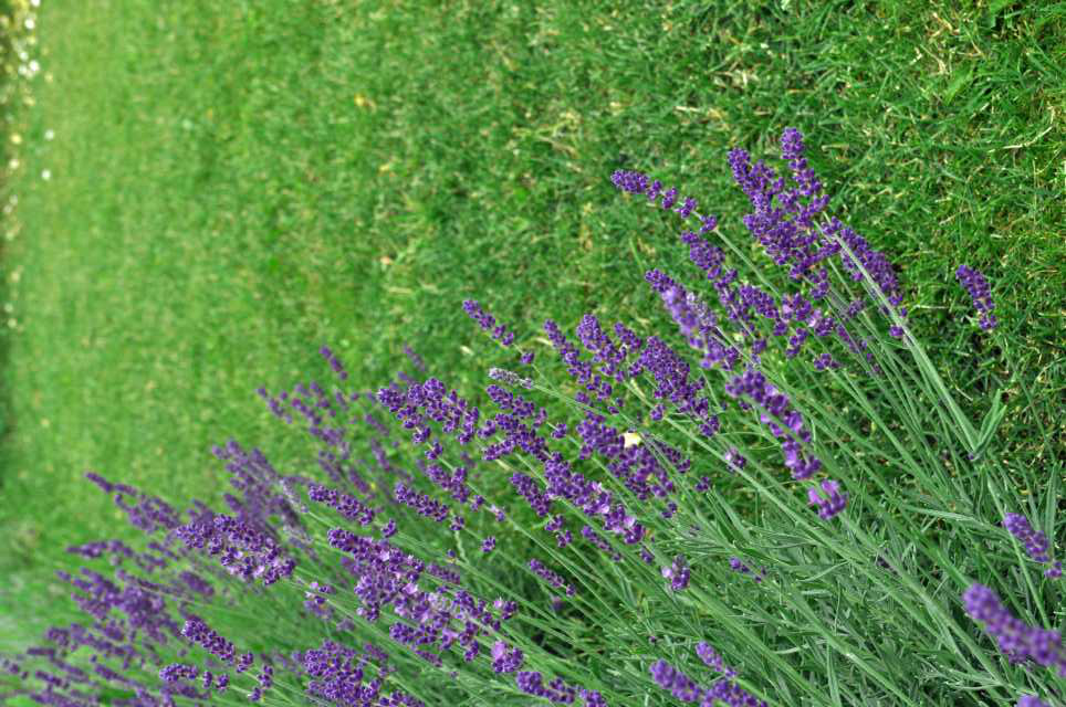 Der ausgleichende Lavendel, für mehr Ruhe und Kraft!