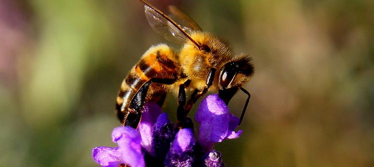 Die Fauna in der Traditionellen Therapie