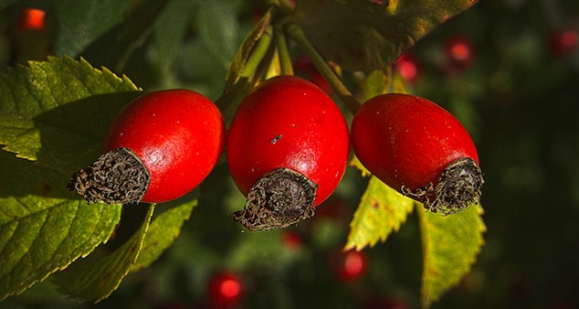 Hagebutten – rote Früchte bei „roten Gelenken“