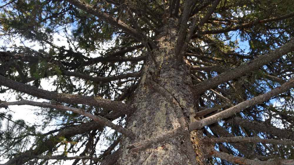 Die Pechsalbe – Entzündungshemmendes Harz von Fichten