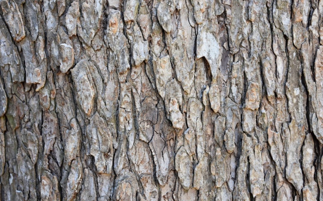 Ulmenrinde – Urkraft der Bäume nutzen