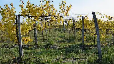 Einladung Pure#2 – Pure ist Natur.